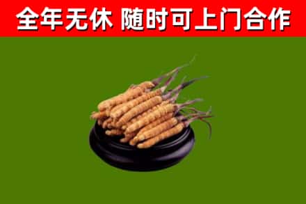 浔阳烟酒回收冬虫夏草.jpg